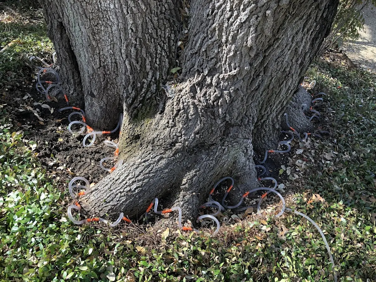 Detailed Tree Cabling and Bracing job site in West Plains