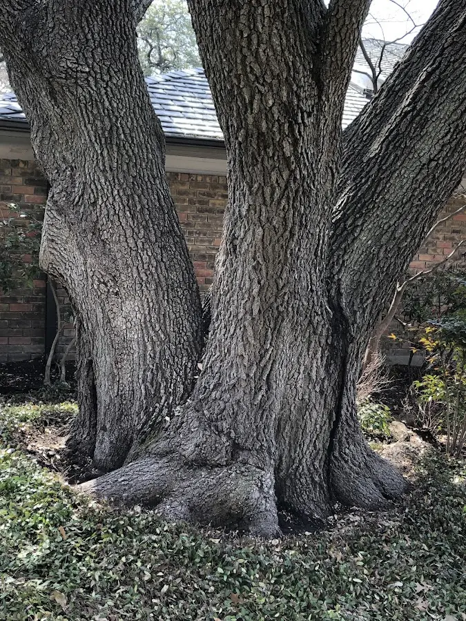 Mature heritage tree close to a West Plains property cared for by certified arborists